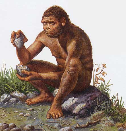 Resultado de imagem para Homo habilis